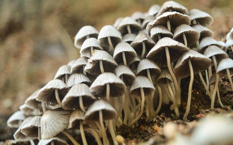 Ιράν: Πάνω από 800 άτομα έχουν δηλητηριαστεί από τοξικά μανιτάρια – Στους 11 οι νεκροί